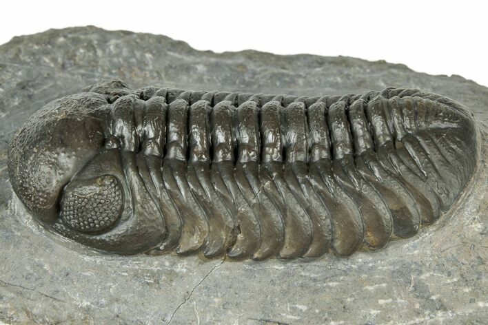 Superb Austerops Trilobite - Ofaten, Morocco #323698